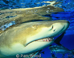 Up close and personal with the Lemon Shark. by Pam Wood 